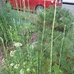 Equisetum hyemaleFeuille