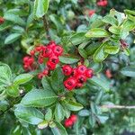 Pyracantha crenulata Fruit