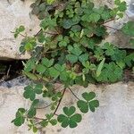 Oxalis stricta Агульны выгляд