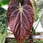 Anthurium papillilaminum Hoja