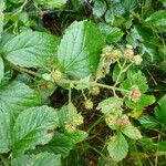 Rubus sprengelii その他の提案