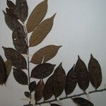 Casearia arborea Otro
