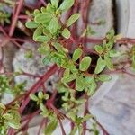 Sesuvium portulacastrum Leaf