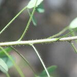 Chamaecrista hispidula Kôra