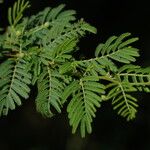 Vachellia tortuosa Leaf