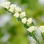 Limonium sinuatum 整株植物