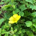 Potentilla aurea പുഷ്പം