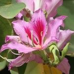 Bauhinia purpurea Blüte
