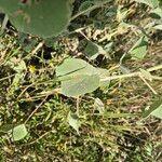 Abutilon pannosum Foglia