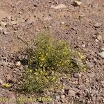 Ononis polyphylla Habit