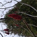 Rhus typhinaFlower