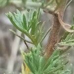 Tanacetum annuum Leaf