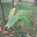 Halesia carolina Blad