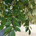 Fraxinus griffithii Leaf