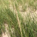 Calamagrostis breviligulata Flower