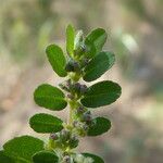 Euphorbia prostrata Blüte