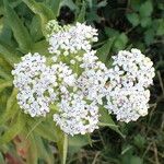 Sambucus ebulusFlower