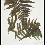 Cyathea cyatheoides Folla