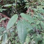 Bidens frondosa Blad