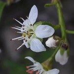 Prunus mahaleb Blüte