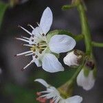 Prunus mahaleb പുഷ്പം