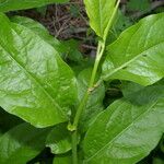 Plumbago zeylanica Leaf