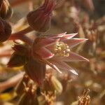 Aeonium valverdense Blüte