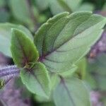 Ocimum kilimandscharicum Leaf