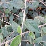 Cotoneaster franchetii Foglia