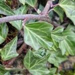 Hedera canariensis 葉