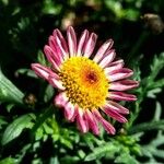 Argyranthemum frutescensBlodyn