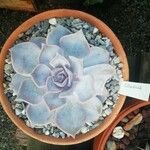 Echeveria lilacina Folio