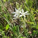 Loncomelos narbonense Habitus