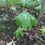 Podophyllum peltatum Fulla