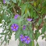 Lycianthes rantonnetii Flower