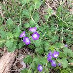 Nemophila phacelioides Habitat