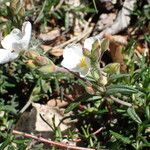 Cistus umbellatus Autre