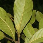 Ocotea insularis Hoja