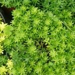 Sedum japonicum Lapas