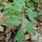 Cardamine graeca Feuille