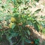 Solanum melongena Froito