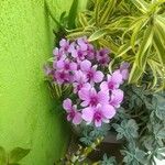Dendrobium bigibbum Blomma