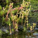 Crassula vaillantii Hábito