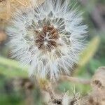 Crepis foetida Vrucht