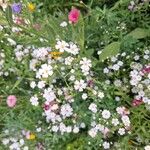 Gypsophila elegans Flor
