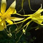 Aquilegia chrysantha Blüte