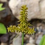 Cyperus pallidicolor Flor
