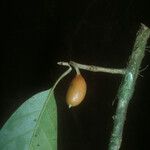 Siparuna decipiens Meyve