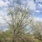 Prosopis pubescens Hábito