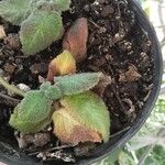 Episcia lilacina Hoja